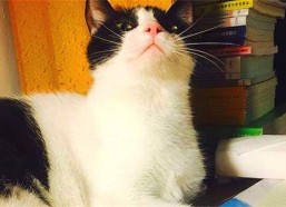 娱乐吃瓜酱猫妈妈视频大全,萌宠视频大全集锦