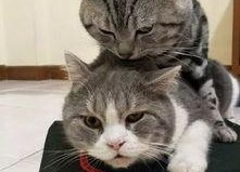 娱乐吃瓜酱猫学鸟走路,酱猫学鸟走路，揭秘动物界的趣味模仿