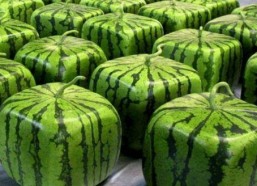 国网培训吃瓜,揭秘职场培训那些事儿